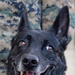 MWD Training