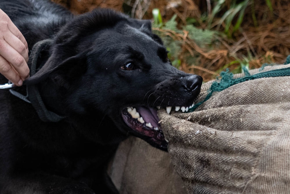 MWD Training