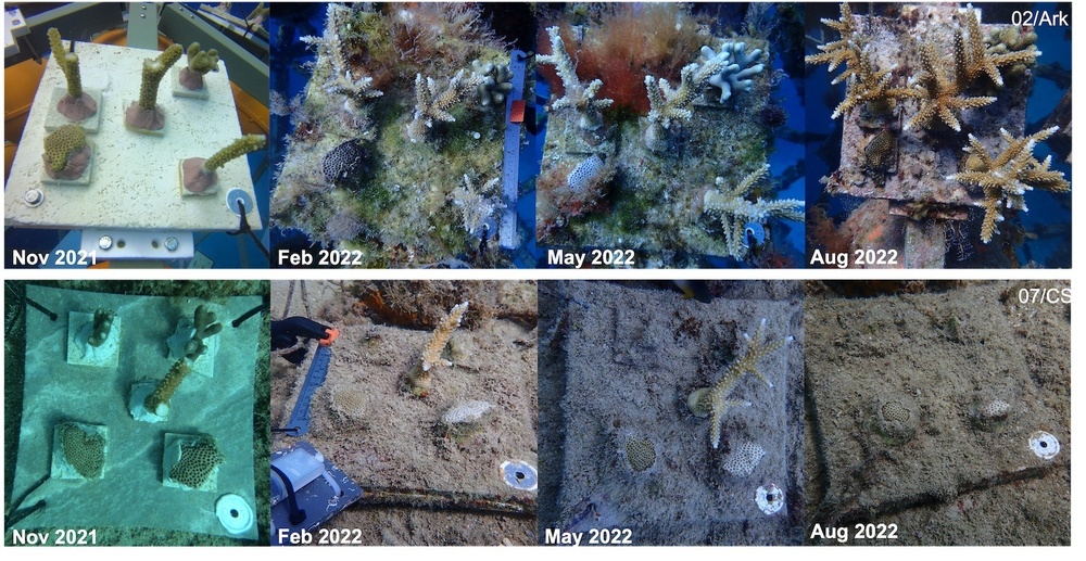 Navy scientists test a method for healthier, longer-living coral