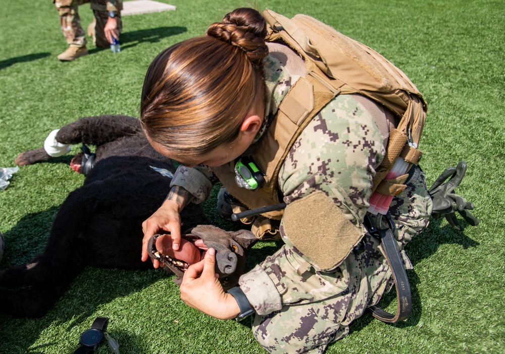 Military Working Dog handlers practice Tactical Combat Casualty Care to save partners’ lives