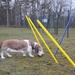 Sniffing out new obstacles