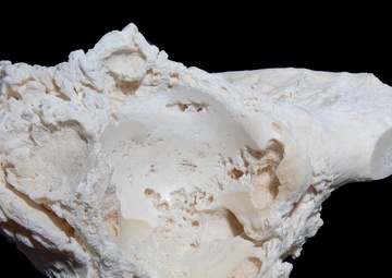 Veterinary Pathology