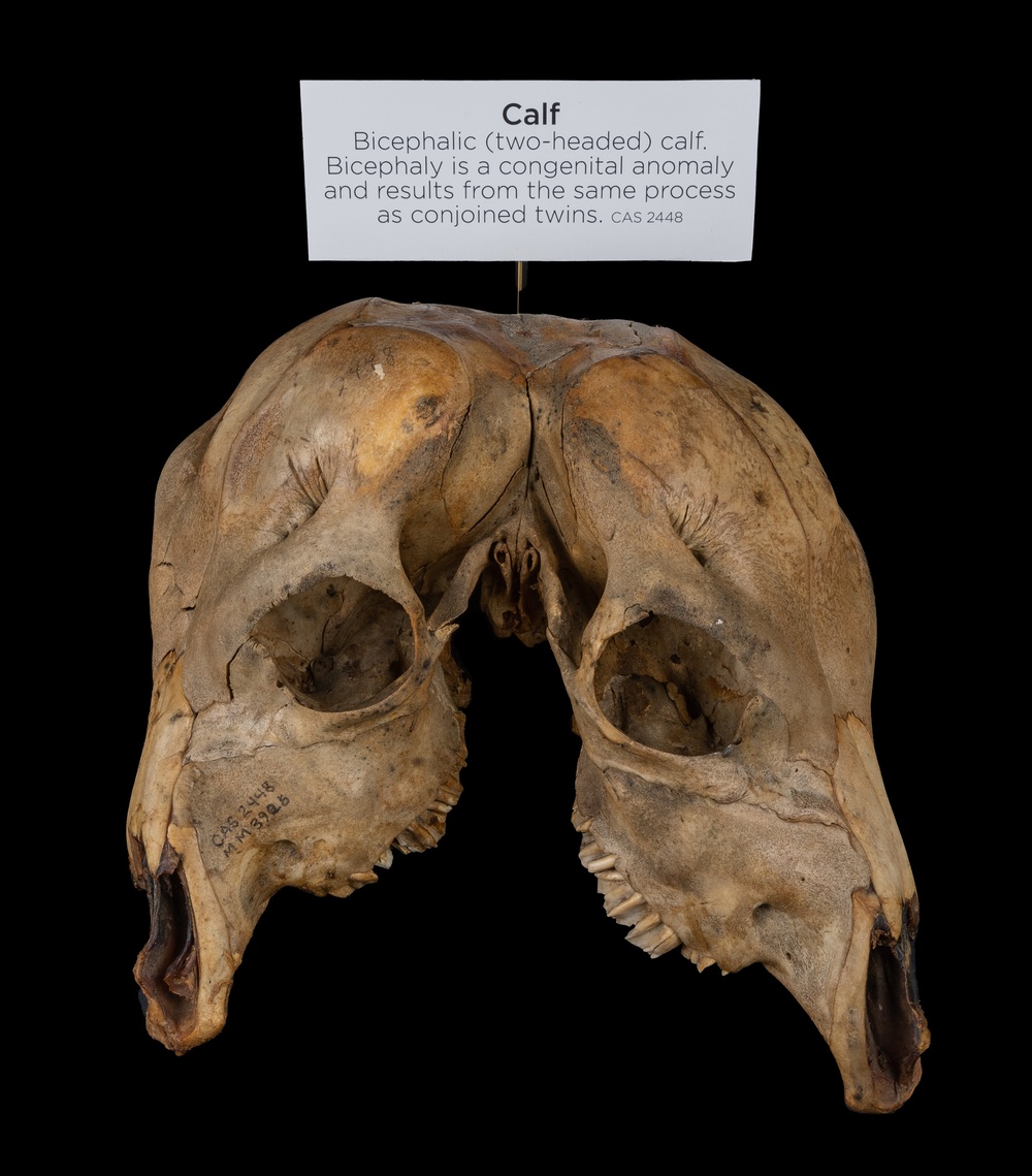 Veterinary Pathology