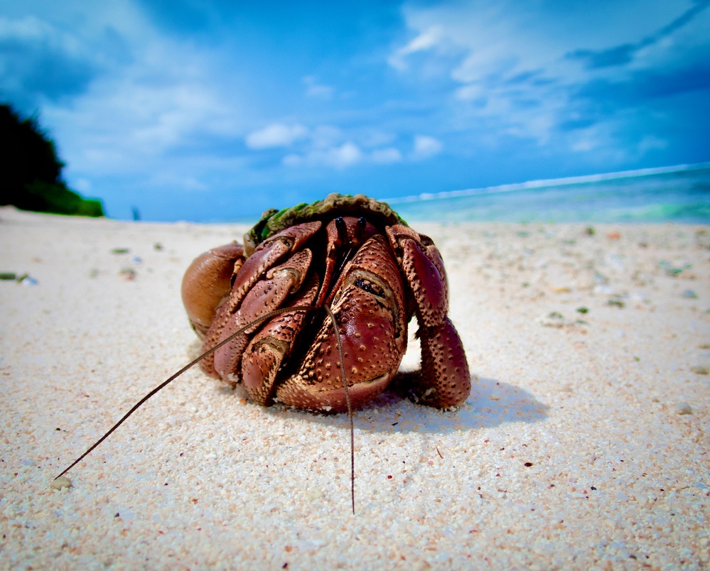 Lt. j.g. King's winning photo from the Guam USFWS Refuge Contest 2022