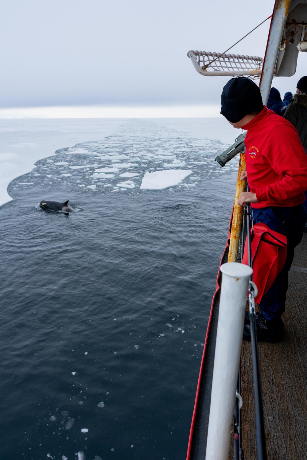 Coast Guard Cutter Polar Star (WAGB 10) receives a visit from some Orcas