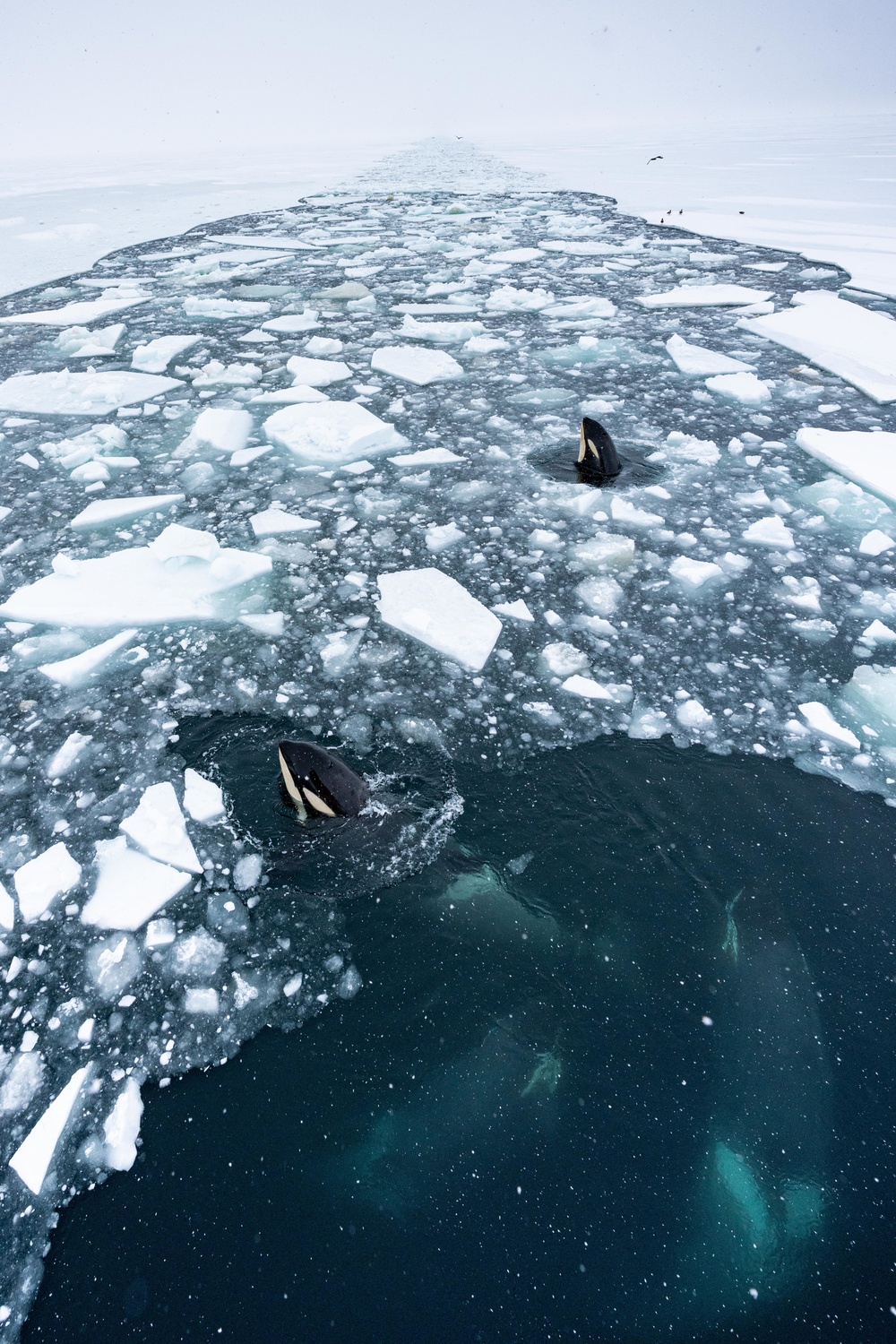 Coast Guard Cutter Polar Star (WAGB 10) receives a visit from some Orcas