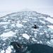 Coast Guard Cutter Polar Star (WAGB 10) receives a visit from some Orcas