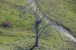 New Orleans Corps of Engineers diligent in protecting bald eagles, wildlife in project areas