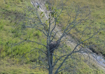 New Orleans Corps of Engineers diligent in protecting bald eagles, wildlife in project areas