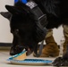 319th Security Forces Squadron military working dog retires to a civilian couch