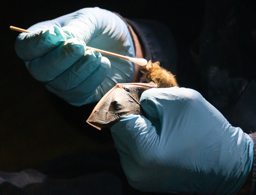 AEDC team members assist with bat research