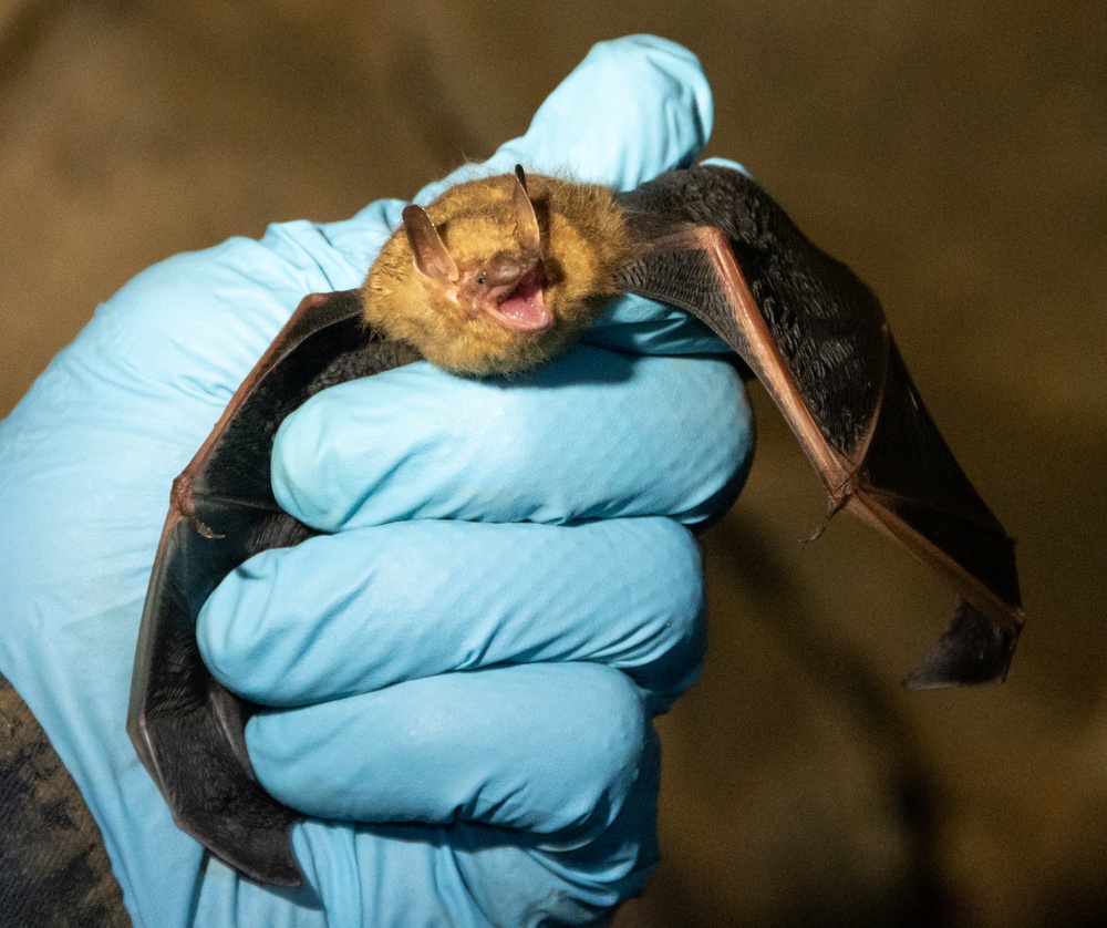 AEDC team members assist with bat research