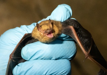 AEDC team members assist with bat research