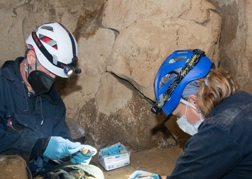 AEDC team members assist with bat research