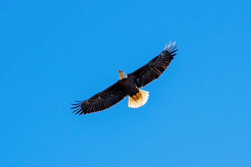 Bald eagles soar over MacDill