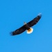 Bald eagles soar over MacDill