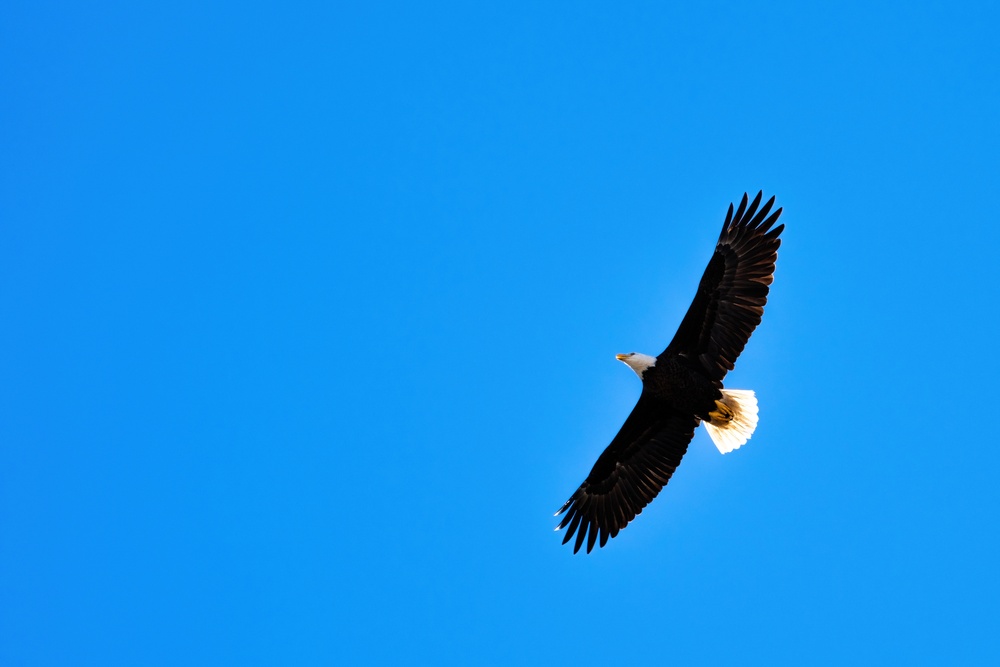 Bald eagles soar over MacDill