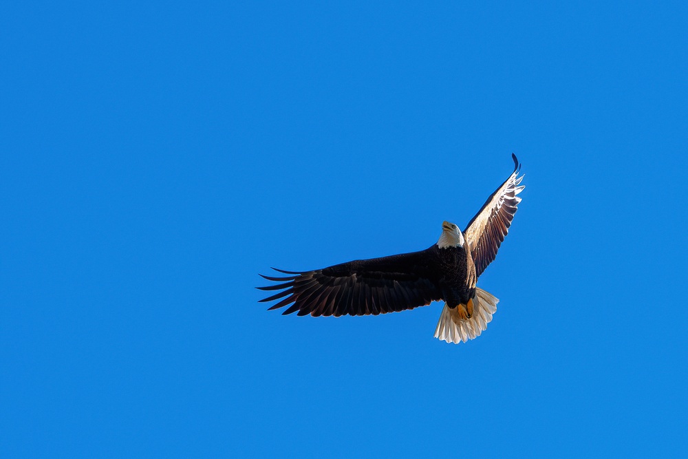 Bald eagles soar over MacDill