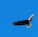 Bald eagles soar over MacDill