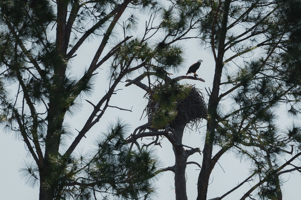 Bald eagles soar over MacDill