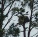 Bald eagles soar over MacDill