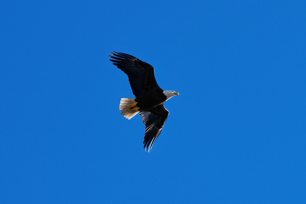 Bald eagles soar over MacDill