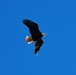 Bald eagles soar over MacDill