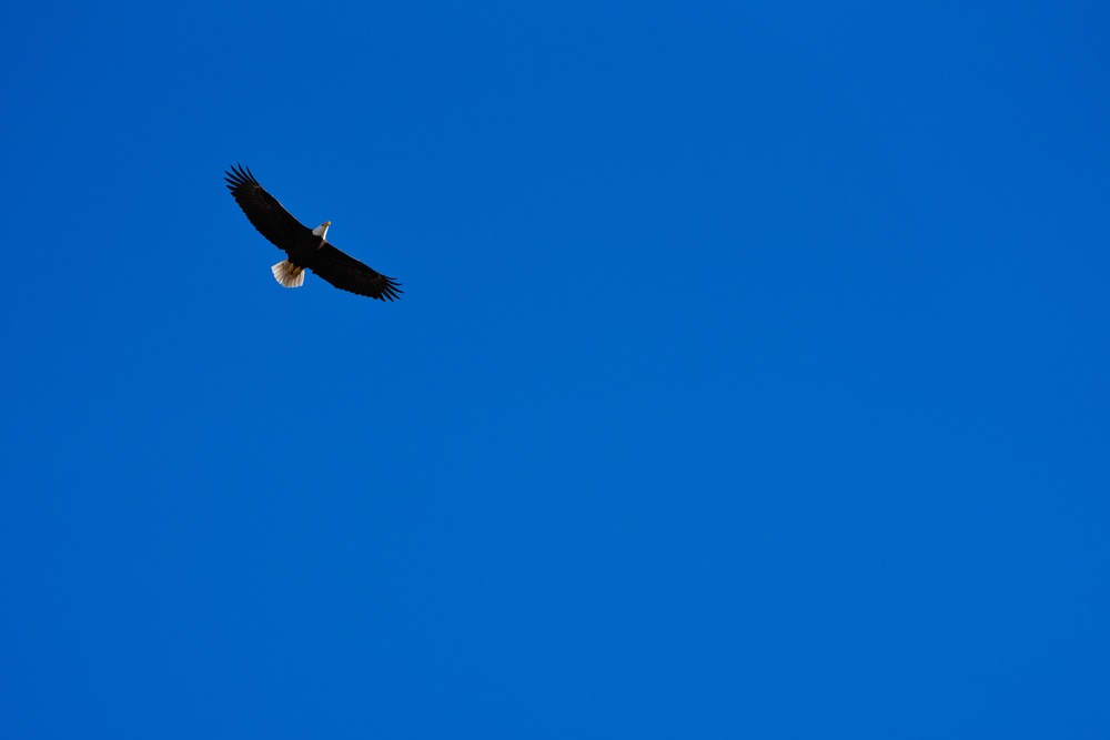 Bald eagles soar over MacDill