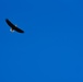 Bald eagles soar over MacDill