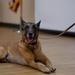 MWD retires, moves to furever home