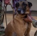 MWD retires, moves to furever home