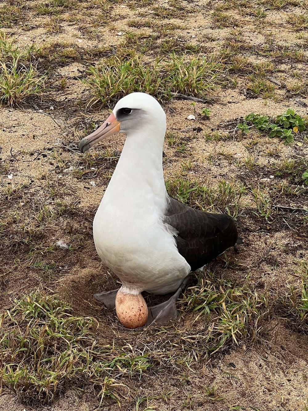 Pacific Missile Range Facility (PMRF) Conducts Albatross Egg Sweep