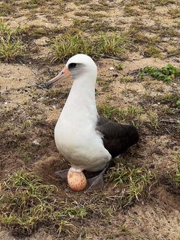 Pacific Missile Range Facility (PMRF) Conducts Albatross Egg Sweep