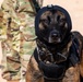 378th ESFS K9 training at the PSAB firing range