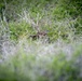 U.S. Fish and Wildlife Partners with U.S. Navy to Delist Endangered Species on San Clemente Island