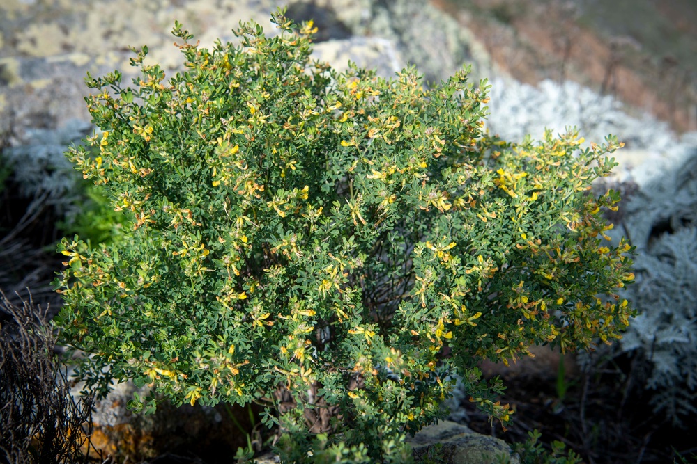 U.S. Fish and Wildlife Partners with U.S. Navy to Delist Endangered Species on San Clemente Island