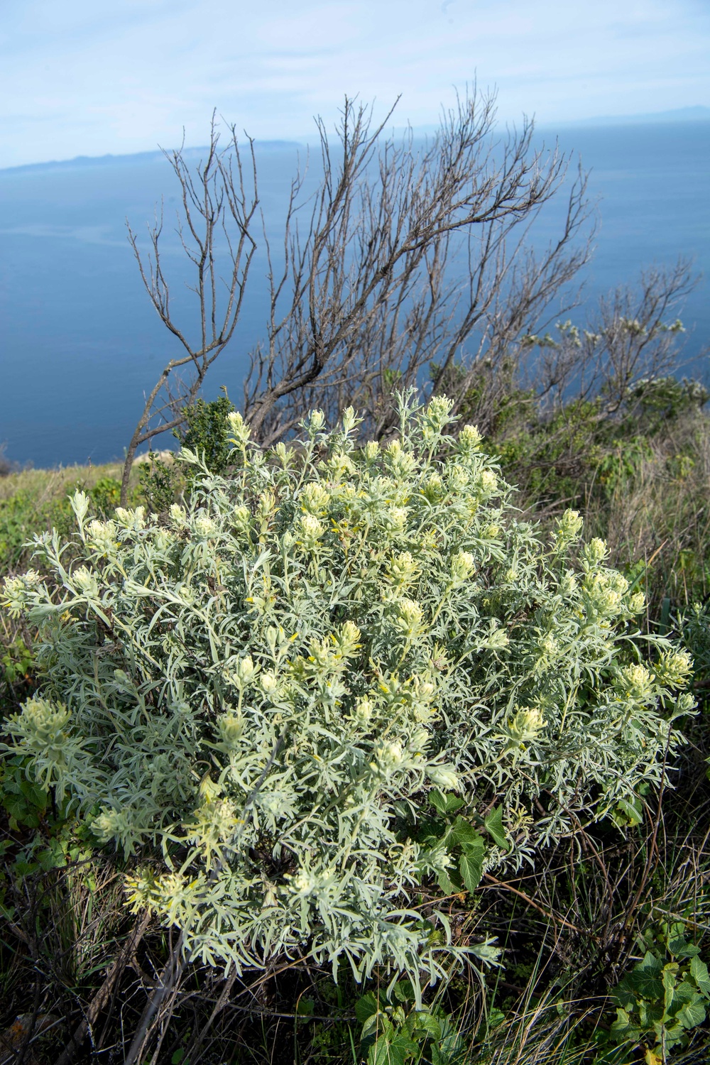 U.S. Fish and Wildlife Partners with U.S. Navy to Delist Endangered Species on San Clemente Island