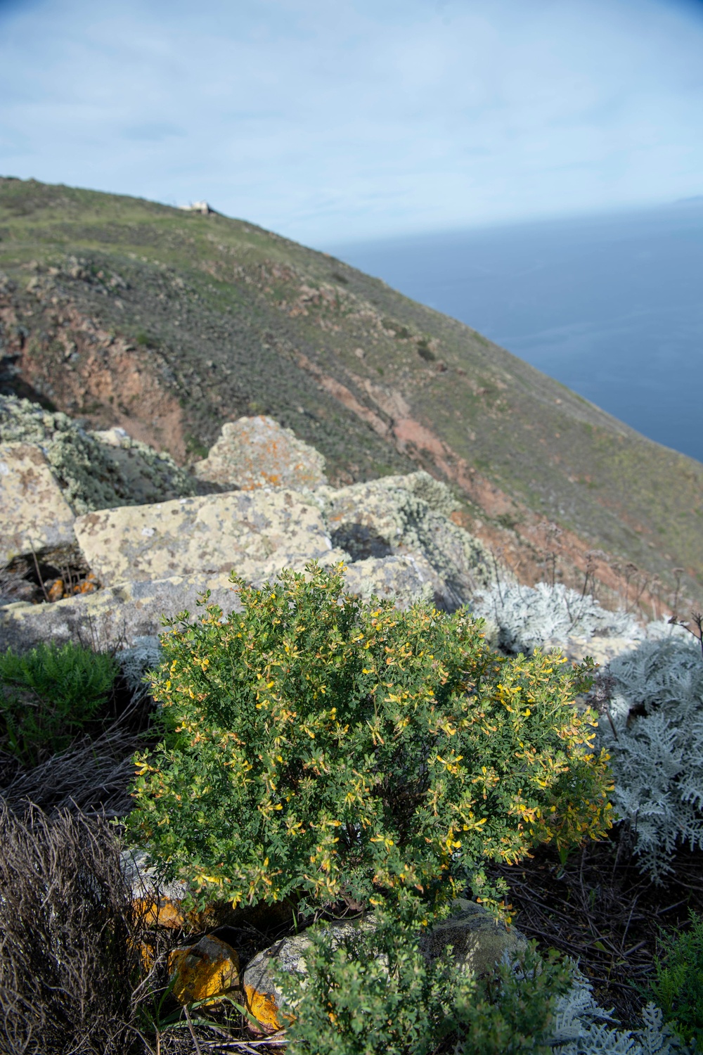 U.S. Fish and Wildlife Partners with U.S. Navy to Delist Endangered Species on San Clemente Island