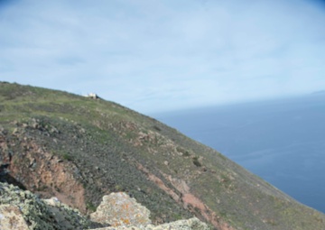 U.S. Fish and Wildlife Partners with U.S. Navy to Delist Endangered Species on San Clemente Island