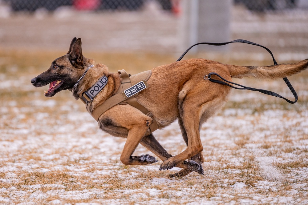 Air Force MWDs conduct winter training