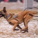 Air Force MWDs conduct winter training