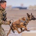 Air Force MWDs conduct winter training