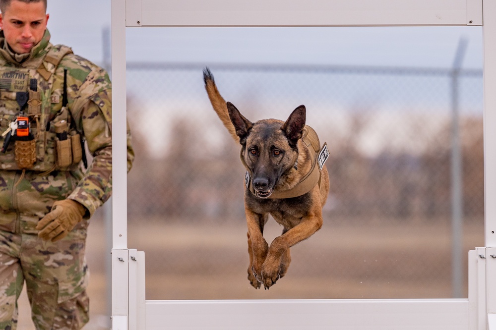 Air Force MWDs conduct winter training