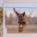 Air Force MWDs conduct winter training