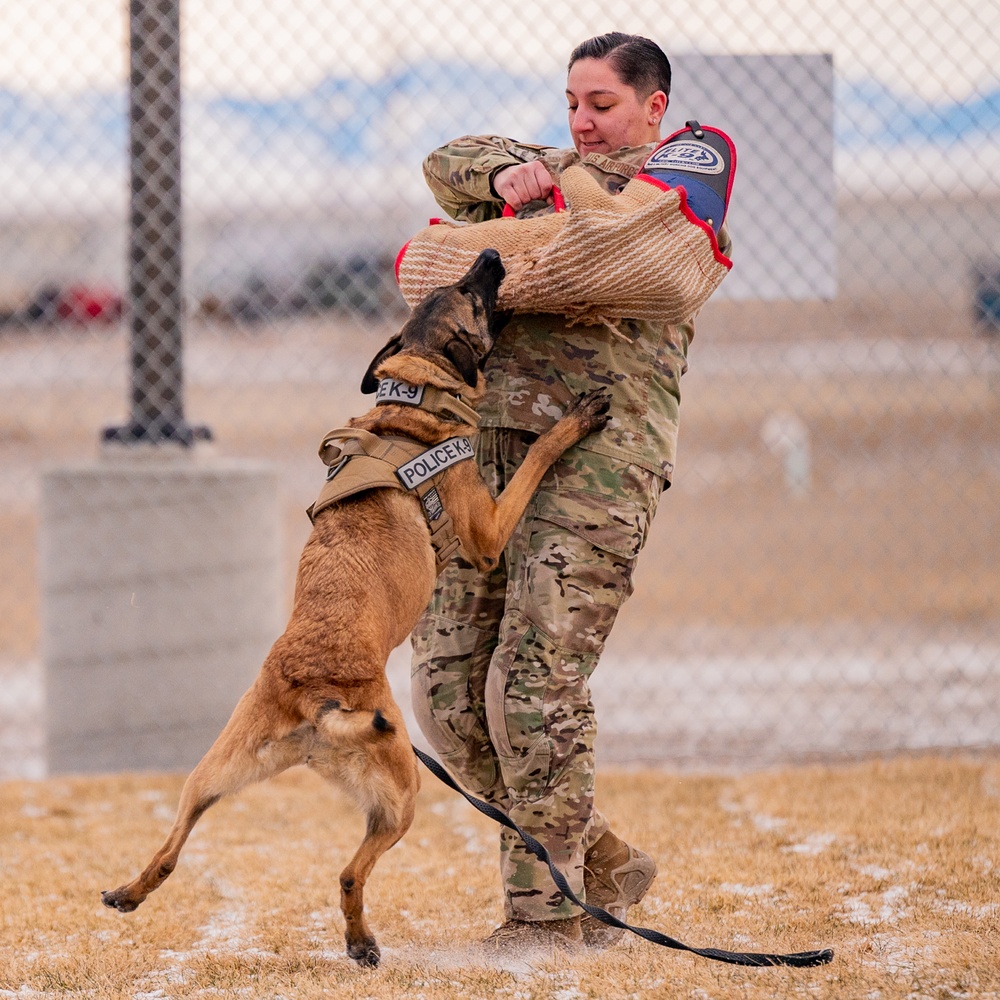 Air Force MWDs conduct winter training