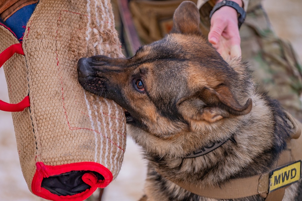 Air Force MWDs conduct winter training