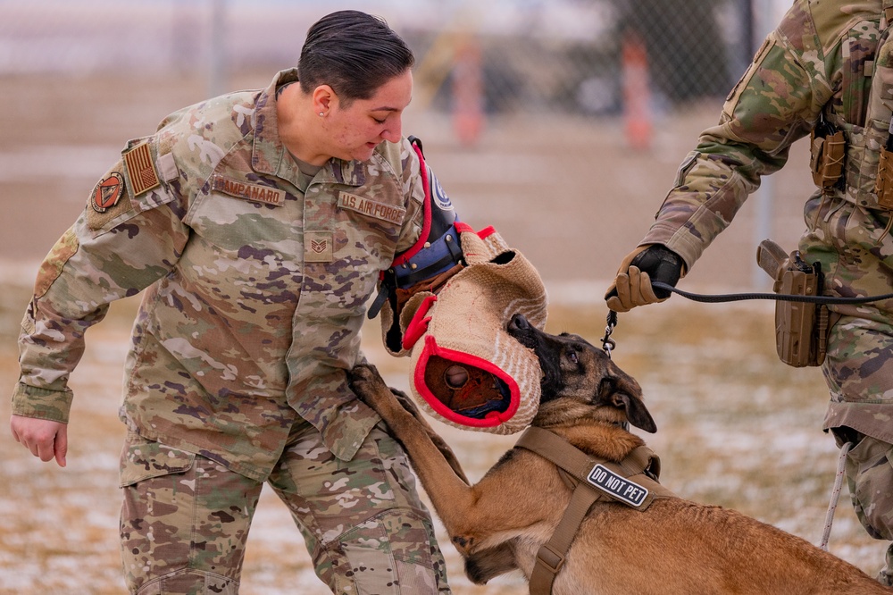 Air Force MWDs conduct winter training