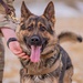 Air Force MWDs conduct winter training