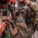 Air Force MWDs conduct winter training