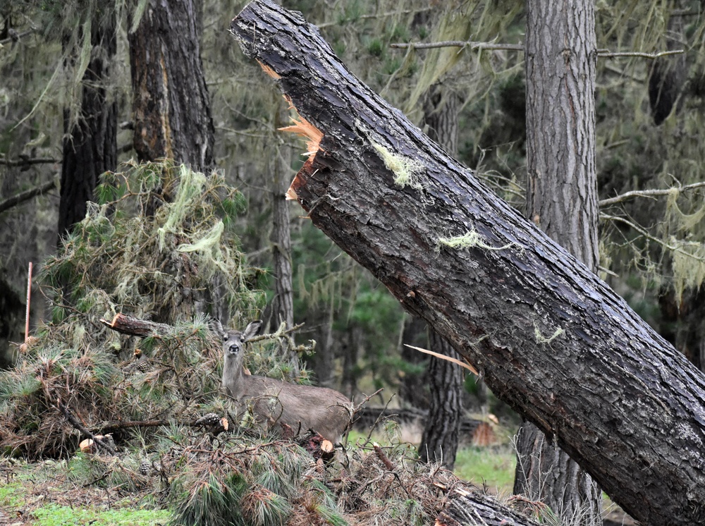 Presidio of Monterey, stakeholders, come together for storm response